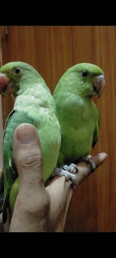 Green ringneck self chicks