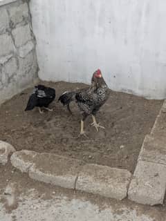 Quality Aseel Pair  Available
