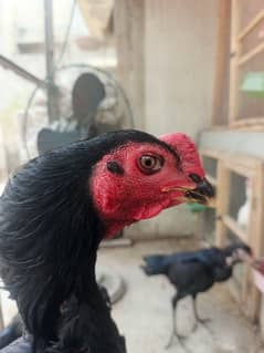 Thai