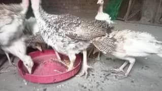Turkey Chicks Healthy