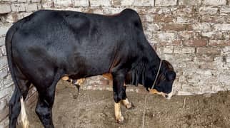 Punjab breed bachrey