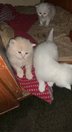 Persian kitten