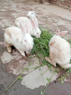Male And female Rabbits Available