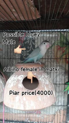 Love birds breedar piar