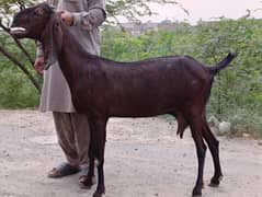 nasli