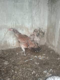 Pure Aseel Hens with jhagiri Chicks