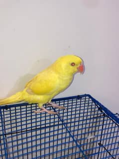 5 months Yellow Ringneck Parrots for sale.