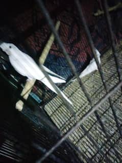 2 pes Eno cocktaill pathay