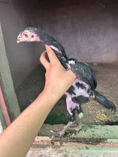 panus