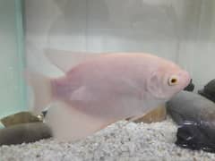 Albino