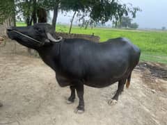 Buffelw for sale bilkul ready ha 15 din tk