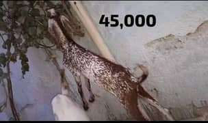Bakray Rate 45,000/50,000/60,000