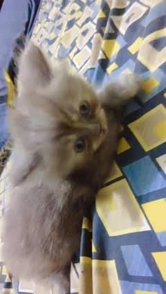 persian cat