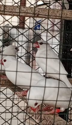 Java white n silver java
