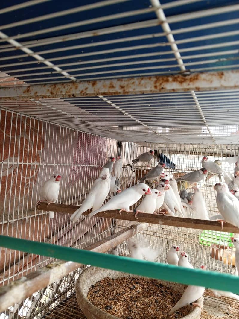 Java white n silver java 1