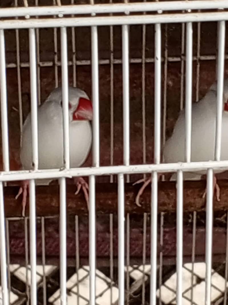 Java white n silver java 7