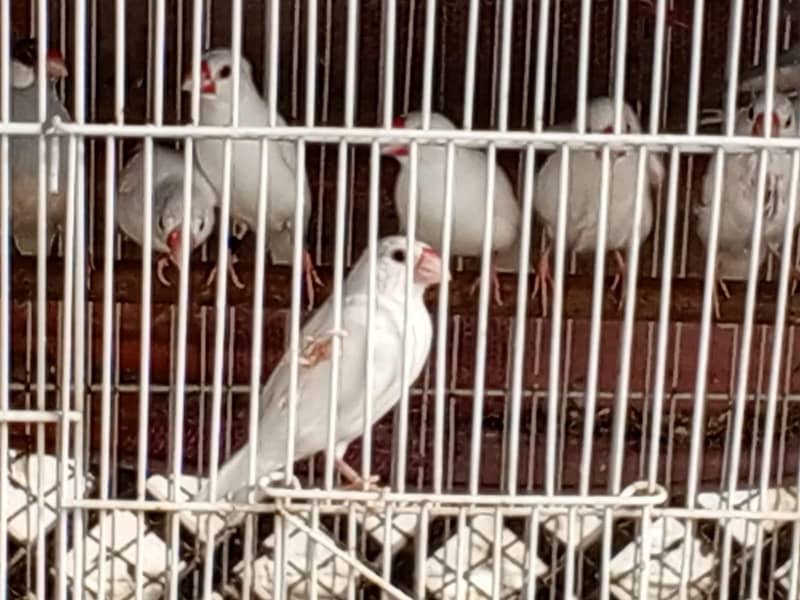 Java white n silver java 8
