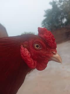 turkish hintx thai 1 years old