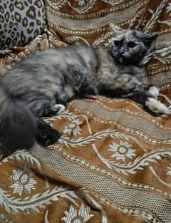 Sami punch face bottle eyes Persian cat triple coat female