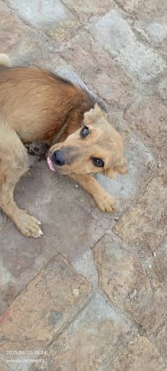 best dog