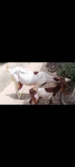 2 Kaomi Cross Bakri