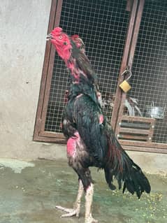 Pakistani aseel