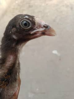 Chick's