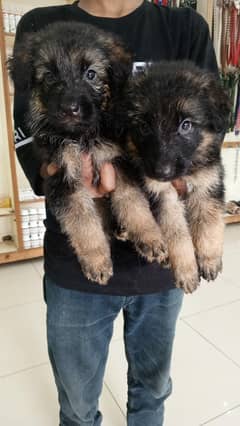 German Shepherd Pups 32 Days age