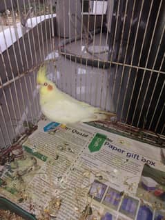 Cocktail female cream colour