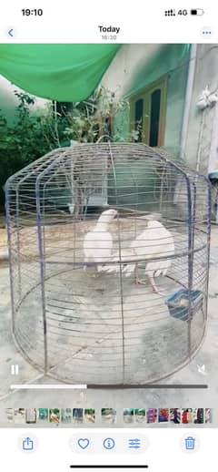 two paper white female