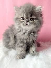Persian kitten 30 day ha