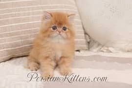 Persian