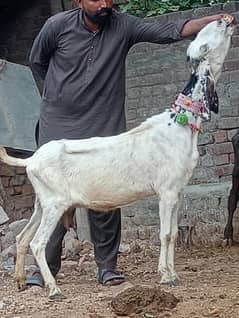 Dasi Bakri Sale Confram 3 Month Ki 100% Gaban