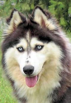 Alaskan malamute male for sale.