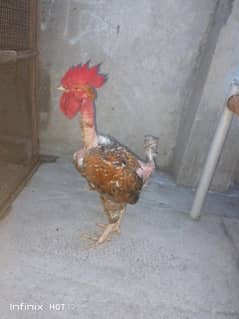 golden misri