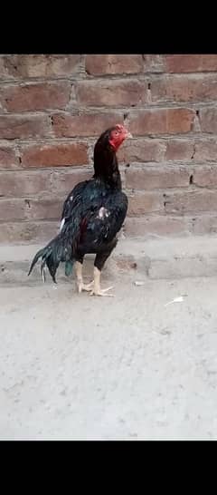 aseel lasani cross ptha 03106295848