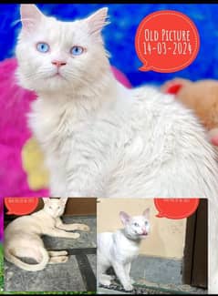 white Persian cat