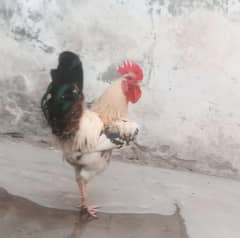 Desi white murga