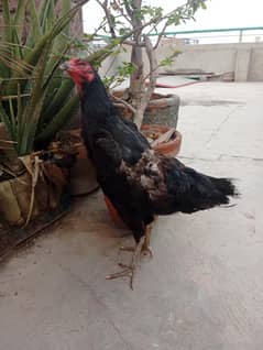 Shamo Aseel Hen for sale