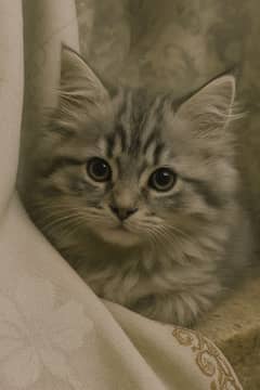 Cat for sale