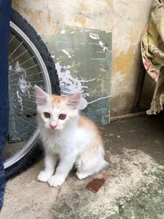 British long hair kittens