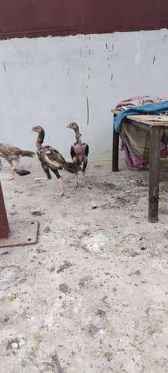 I m selling 1000