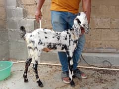 Bakra for sale