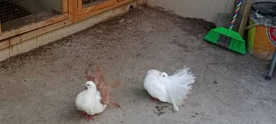 english modern fantail pair ready to breed available for sale !!