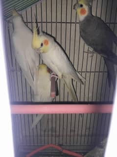 Cocktail Parrots