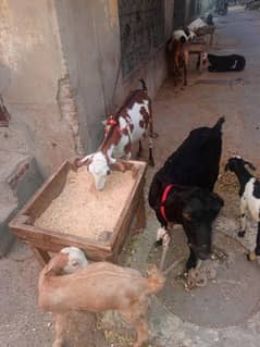 Tedi females for sale