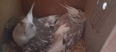 lovebird pair with pathi available for sale
