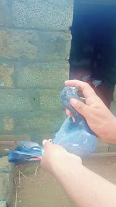 sab ka alag alag rate ha  jo pasand aya us ka rate pata kr lo