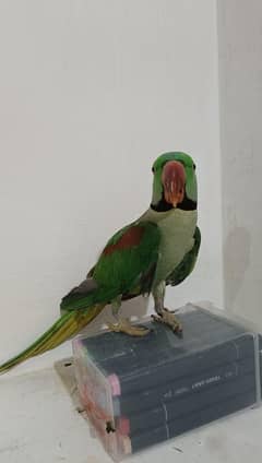 raw parrot
