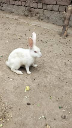 Rabbits
